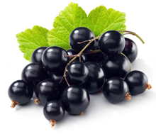 bulk blackcurrant juice concentrate suppliers