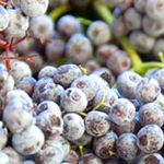 iqf frozen elderberry